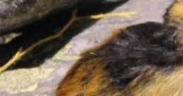 Cute lemming resting on rocks, showcasing its unique fur patterns and small size in a natural setting.