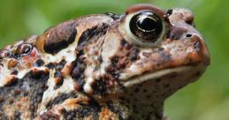 Toad A distinction between frogs and toads is not made in scientific taxonomy, but is common in popular culture. Toad is a