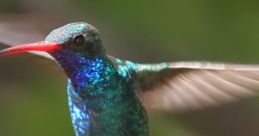 Humming The hummingbird was named for the that bird makes in flight which like a hum. A hum is a made by producing a