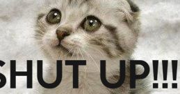 Cute kitten with big eyes and the text "SHUT UP!!! Please?" adds humor to the playful Olympic theme.