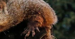 Close-up of a groundhog, highlighting its fur and claws, symbolizing the iconic character from Groundhog Day.