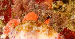 Colorful sea snail resting on coral in China's Yap region, showcasing vibrant marine life and reef ecosystems.