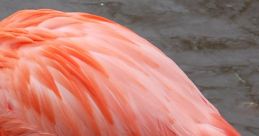 Vibrant flamingo wading in shallow water, showcasing its stunning pink feathers and slender legs. Perfect nature shot.