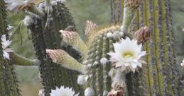 Blooming cactus with vibrant white flowers amidst distinctive green spines, showcasing the beauty of CactusMires.