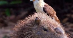 Capybary Capybara capybara capybara