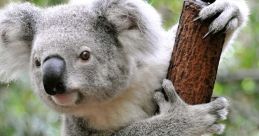 KoalaJR from KoalaJR. #