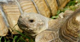 Sulcata from Sulcata. #