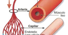 Diagram illustrating the structure of arteries, veins, and capillaries, highlighting blood flow and connective tissue details.