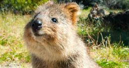 Quokkat from Quokkat. # #choruseffect #effectsunit #alinstrument #guitar #cello #doublebass #speech #hiphop #chant #mantra