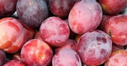 Freshly harvested plums in various shades of red and purple, showcasing their vibrant colors and smooth textures.