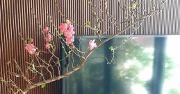 Peach blossom branch with pink flowers decorates a modern living room with a TV and a stylish vase. Perfect for Đào Huyền enthusiasts.