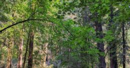 Serene outdoor amphitheater surrounded by towering redwoods, offering a peaceful retreat for nature lovers and events.