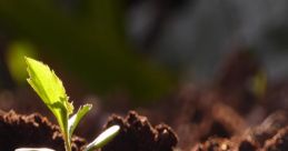 Small green plant emerging from rich brown soil, with Mevlana's quote about returning to the earth and resilience.