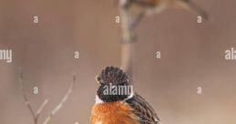 European Stonechat perched on a twig, displaying vibrant plumage, perfect for birdwatching enthusiasts and wildlife lovers.