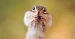 Chipmunk mouth You can play and download the of Chipmunk mouth here. The high-pitched chatter of a chipmunk is a