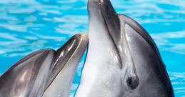 Dolphin's Life Play and download Dolphin's Life clips. #lol #laughing #animals #dolphin