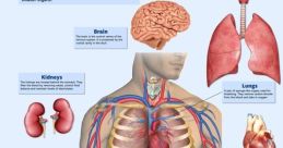 Diagram of vital internal organs: brain, heart, lungs, kidneys, liver, and pancreas, highlighting their functions and importance.