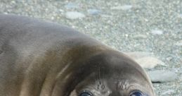 Baby Elephant Seal Play and download Baby Elephant Seal clips. #seal #baby #aww #shocked #amazed #confused #curious #what