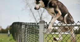 Dog breaks barrier The phrase "Dog breaks barrier" conjures up a variety of images and in the mind. The first thing