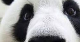 Panda Bear Video clips Play and download Panda Bear Video clips clips. #cute panda bear #i will miss you always #love you