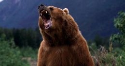 Bear Growls 2 The unmistakable wretched of a bear growling echoes through the quiet forest. The deep, guttural reverberates