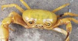 Sad crab The of a sad crab is a poignant mixture of soft clicks and muted thuds. As the tiny creature scuttles along the