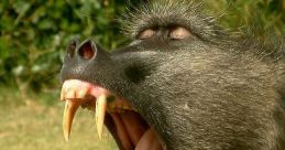 Baboon Play and download Baboon clips. #monkey #mirror #parody #madlipz #voiceover