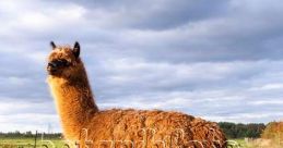 Alpaka kratzt The of an Alpaca scratching itself is unmistakable. "Alpaka kratzt" is a unique that is hard to forget