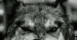 Wolf enough!!! The of a wolf's haunting howl echoed through the dense forest, sending shivers down the spine of anyone