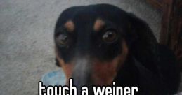 HES TRYINA TOUCH MY WEINER The first that fills the air is a sharp gasp, followed by a frantic whisper - "HES TRYINA