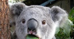 Koalafication Play and download Koalafication clips. #koala bear #screaming #tantrum #throwing a fit #animals