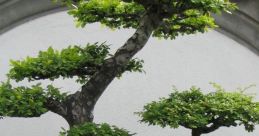 Bonsai - Tá vendendo Koda? The first that comes to mind when thinking about Bonsai is the gentle rustling of leaves as