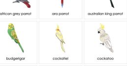 Parrot translate If you've ever had the pleasure of listening to a parrot translate , you know just how unique and