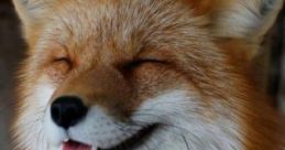 Crazy Laughing Fox Soundboard