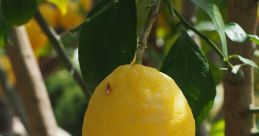 Limonpugann The word "Limonpugann" echoes through the air, carrying with it a sense of mystery and intrigue. The seems to