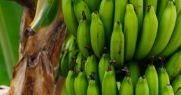 Unripe Bananas The of unripe bananas is a unique one, distinct from the sweet melody of their ripened counterparts. As