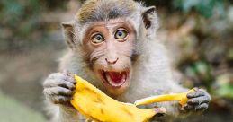 Funny monkey eating seekh kebabs Play and download Funny monkey eating seekh kebabs clips. #monkey eating like human