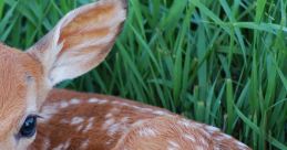 Fawn Play and download Fawn clips. #rest #restful #calming #night #get rested #time to rest #sleep well #rest well