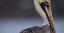 Pelican The first that comes to mind when thinking about Pelicans is their distinctive call. It is a deep, resonant that