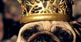 Pug wearing a golden crown and elegant attire, embodying the spirit of KingPug in a regal pose.