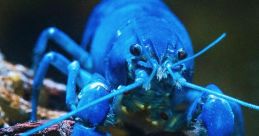 Very loud blue lobster The of a very loud blue lobster are as unexpected as the creature itself. Imagine the high-pitched