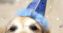 Dogs birthday Play and download Dogs birthday clips. #happy birthday #dog birthday #party #my day #cake #singing dog