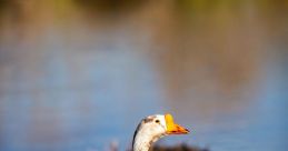 Several Rapid Honks The of "Several Rapid Honks" are a cacophony of noise that instantly grab your attention. Each honk