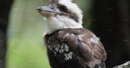 Kookabugga Play and download Kookabugga clips. #kangaroo #funny #outdoors #nature