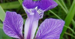 Vibrant purple Iris flower with intricate petals and striking yellow markings against lush green foliage. Perfect for gardens.