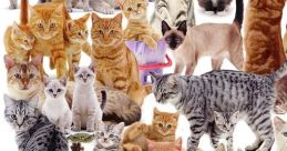 Cat Montage Play and download Cat Montage clips. #turning head #zoom virtual backgrounds #zoom video backgrounds