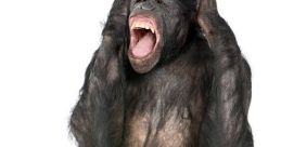 Ape screaming loudly The of an ape screaming loudly is one that reverberates through the dense jungle, sending shivers down