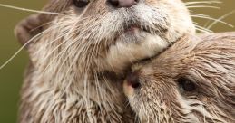 Otter Play and download Otter clips. #hungry #otter #starving #begging for food #nom nom #eating #animals #cute