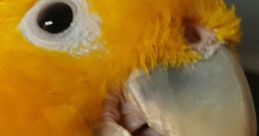 Topaz the Golden Conure Play and download Topaz the Golden Conure clips. #parrot #dancing #topaz #kendrick lamar