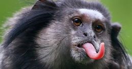 Funniest Monkeys Play and download Funniest Monkeys clips. #monkey #eating #salad #vegan #vegitarian #veggies #greens